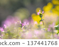 A henbit with rape blossoms in the background, heralding the arrival of spring 137441768