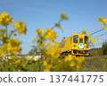 A rapeseed-colored local train running through a rapeseed field 137441775