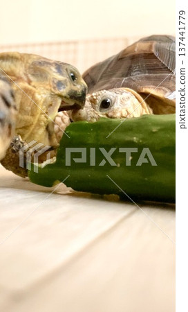 Russian tortoises and African spurred tortoises targeting cucumbers 137441779