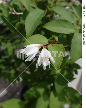 Sarasa Tutsugi 137441865