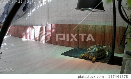 A Spurred Tortoise stretching its legs out under the light A Spurred Tortoise stretching its legs out under the light 137441878