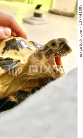 A Russian tortoise yawning loudly A Russian tortoise yawning loudly 137441895
