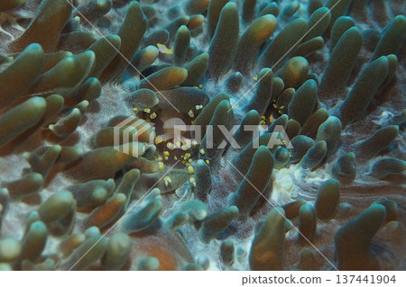 Pair of sea anemone-like clown shrimps underwater photo Pair of sea anemone-like clown shrimps underwater photo 137441904