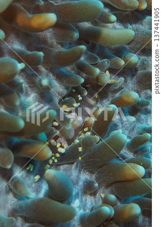 Sea anemone-like clown shrimp underwater photo Sea anemone-like clown shrimp underwater photo 137441905