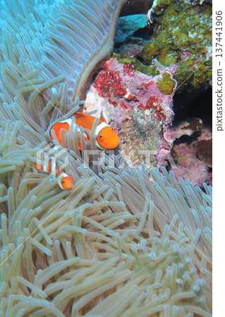 隱藏在海葵中的小丑魚 137441906