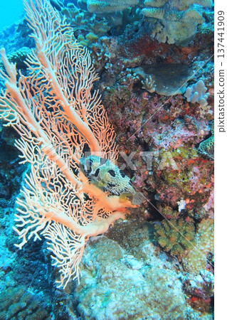 一張刺豚魚躲在海膽裡的水下照片 137441909