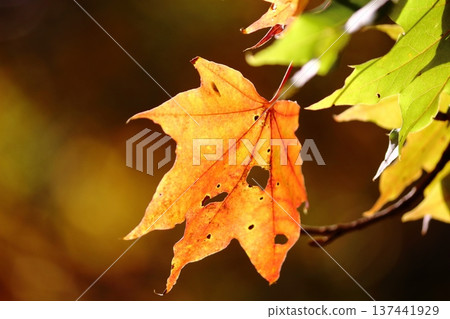 路邊的楓樹開始變紅了。 路邊的楓樹開始變紅了。 137441929