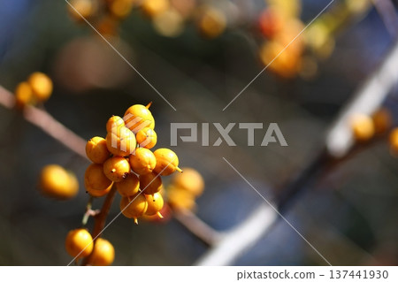 Ripe yellow ginkgo fruit Ripe yellow ginkgo fruit 137441930