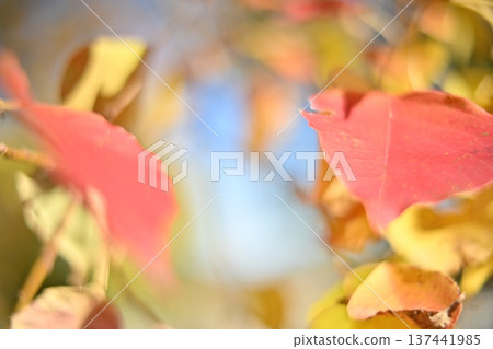 Two leaves lined up together 137441985