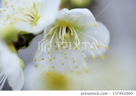 Umebayashi Park I saw someday 137442000