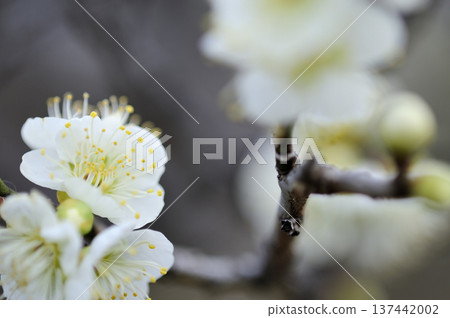 Umebayashi Park I saw someday 137442002