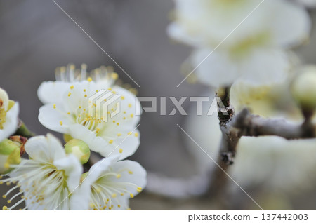 Umebayashi Park I saw someday 137442003