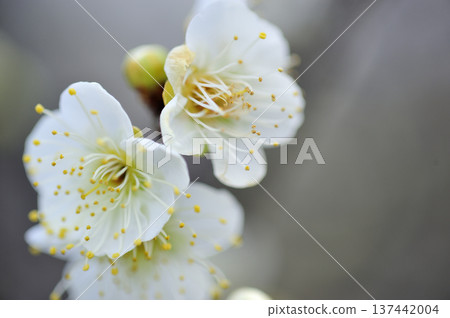 某天看到的梅林公園 某天看到的梅林公園 137442004