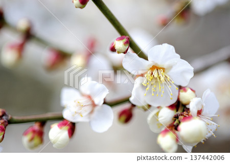 某天看到的梅林公園 某天看到的梅林公園 137442006