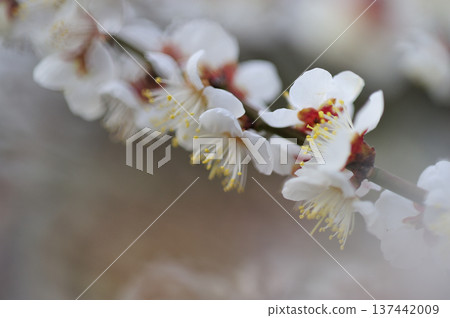 某天看到的梅林公園 某天看到的梅林公園 137442009