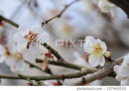 某天看到的梅林公園 某天看到的梅林公園 137442010