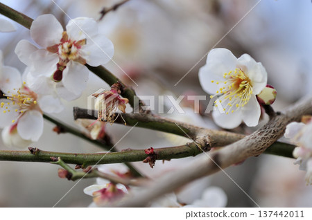 Umebayashi Park I saw someday 137442011