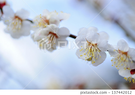 Umebayashi Park I saw someday 137442012