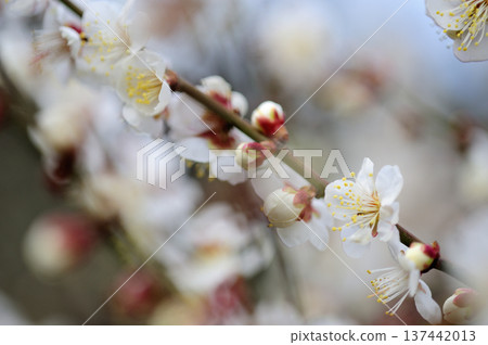 Umebayashi Park I saw someday 137442013