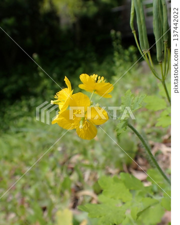 Celandine, Kamakura Celandine, Kamakura 137442022