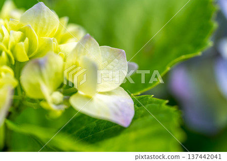 雨季的繡球花 137442041