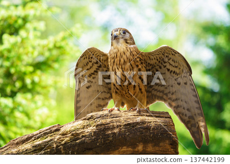 Kestrel bird perching on branch of tree on green background. Bird of prey. Falco tinnunculus 137442199