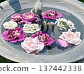 A soothing garden display featuring a beautiful antique water basin and purple and pink roses. 137442338
