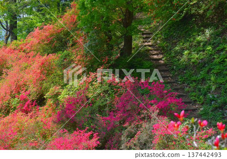 東秩父村,日本木峠,杜鵑花盛開季節 東秩父村,日本木峠,杜鵑花盛開季節 137442493