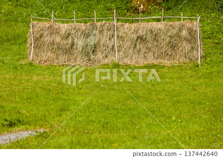 Drying grass hay straws on wooden fence Drying grass hay straws on wooden fence 137442640