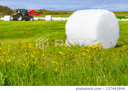 Bale of hay wrapped in plastic foil, Norway Bale of hay wrapped in plastic foil, Norway 137442644