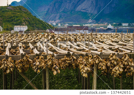 Cod stockfish drying on racks, Lofoten islands Norway Cod stockfish drying on racks, Lofoten islands Norway 137442651