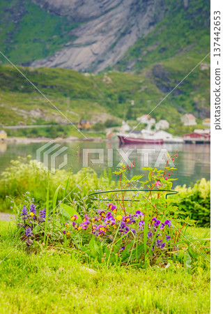Norwegian fishing village, Reine Lofoten Norway Norwegian fishing village, Reine Lofoten Norway 137442653