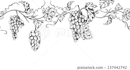 Seamless grapevine banner with repeating grape clusters, leaves and tendrils flowing horizontally. Isolated ink vector illustration. Website headers, wine labels, packaging borders, menu decoration. Seamless grapevine banner with repeating grape clusters, leaves and tendrils flowing horizontally. Isolated ink vector illustration. Website headers, wine labels, packaging borders, menu decoration. 137442742