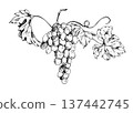 Grapevine with ripe grape clusters, expressive leaves and curling tendrils. Botanical isolated vector illustration hand drawn in fine ink lines. Wine branding, vineyard logos, packaging design 137442745