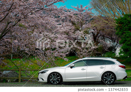 汽車映襯下的櫻花美景 137442833