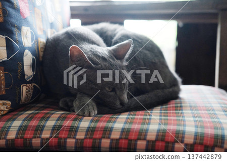 Cute gray cat sleeping and relaxation on the chair Cute gray cat sleeping and relaxation on the chair 137442879