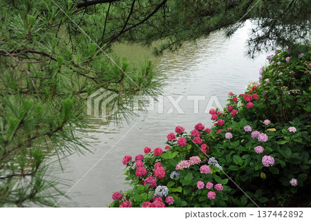 Hydrangeas blooming in the moat of Matsue Castle Hydrangeas blooming in the moat of Matsue Castle 137442892