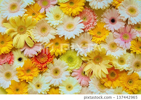 背景資料上覆蓋著非洲菊 背景資料上覆蓋著非洲菊 137442965