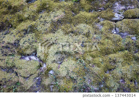 苔蘚地 苔蘚地 137443014