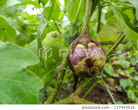 a brinjal (eggplant) infested  137443016
