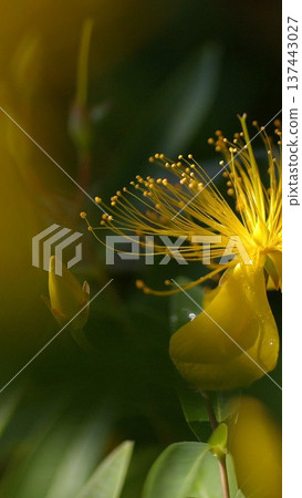 Beautiful willow wallpaper with long stamens. 1 Beautiful willow wallpaper with long stamens. 1 137443027