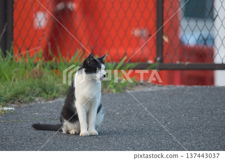 A brown-haired cat gazing into the distance 137443037