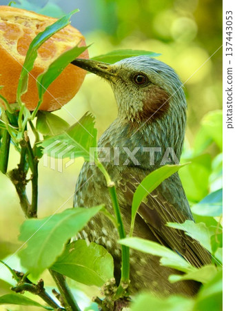 一隻棕耳鵯來到花園裡吃橘子。 一隻棕耳鵯來到花園裡吃橘子。 137443053