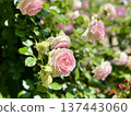 Pale pink roses shining in the sunlight and delicate buds - A close-up of elegant roses blooming in an early summer garden 137443060