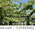 An arch of white roses against the blue sky, a gorgeous rose tunnel bathed in early summer light 137443062