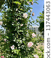 Pale pink climbing roses shining against the blue sky, and a scene of roses blooming on a pole in the early summer sunshine. 137443063