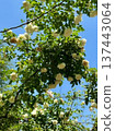 An arch of white roses against the blue sky, and a view of fresh climbing roses blooming in the early summer sunshine. 137443064