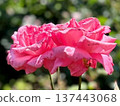 Two pink roses blooming side by side in the sunlight - a harmonious rose scene shining in an early summer garden 137443068