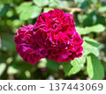 A gorgeous flower image of passionate reddish-purple roses and large rosette blooms nestled together 137443069