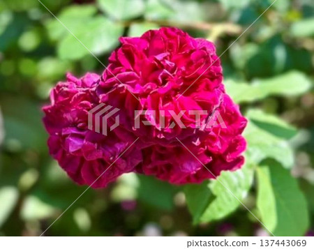 一幅絢麗的花卉圖片,熱情似火的紫紅色玫瑰和碩大的蓮座狀花朵依偎在一起。 一幅絢麗的花卉圖片,熱情似火的紫紅色玫瑰和碩大的蓮座狀花朵依偎在一起。 137443069